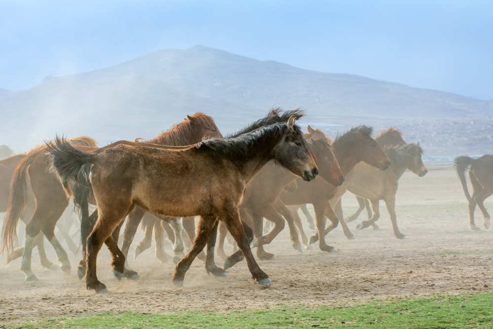 Depositphotos_chevaux sauvages