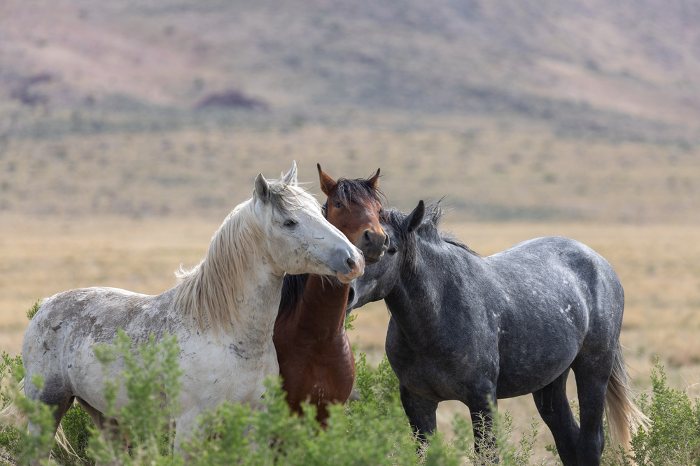 Depositphotos_horse herd